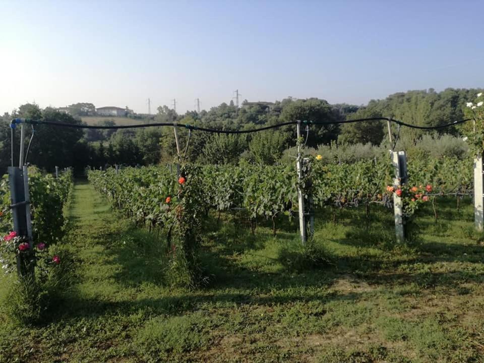 Il Casale Di Lucullo Villa Lucignano Dış mekan fotoğraf