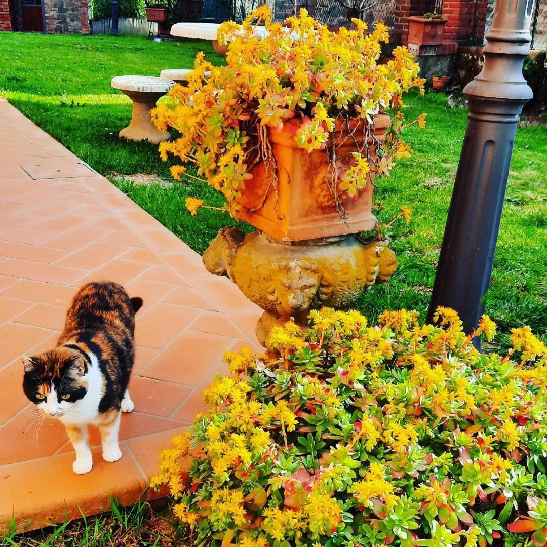 Il Casale Di Lucullo Villa Lucignano Dış mekan fotoğraf
