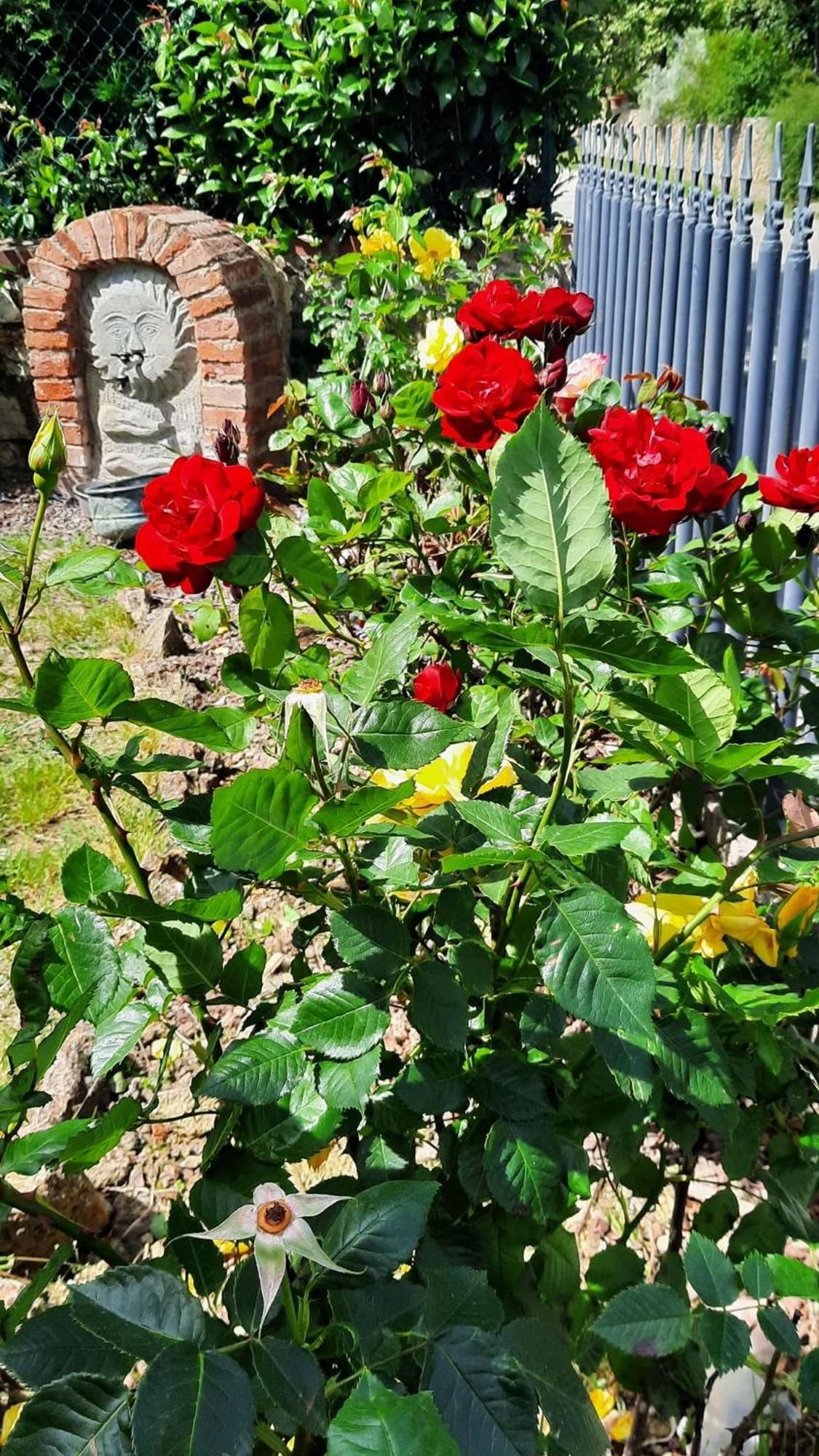 Il Casale Di Lucullo Villa Lucignano Dış mekan fotoğraf